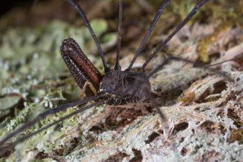 Media type: image;   Invertebrate Zoology 133445